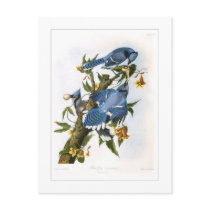 Blue Jay Postcards
