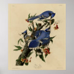 Blue Jay Poster