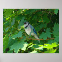 Blue Jay Poster