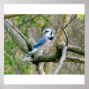 Blue Jay posters