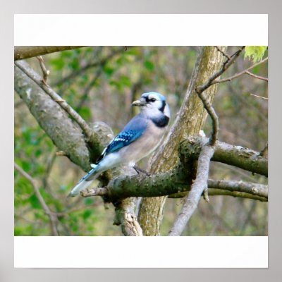 Blue Jay Posters by pebarber68