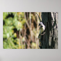 Blue Jay Print