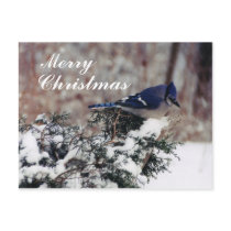 blue jay snow, Merry, Christmas - Customised post