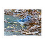 Blue Jay Songbird Series Post Cards