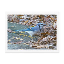 Blue Jay Songbird Series Post Cards