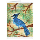 Blue Jay Watercolor by Wendy C Allen