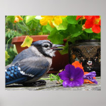 Blue Jay with Flowers