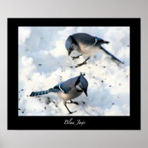 Blue Jays in Snow