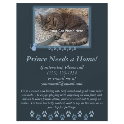 Blue Kitty Frame Photo Flyer by CrazyCatLadies