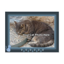 Blue Kitty Frame Photo Postcard