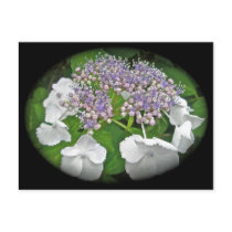 Blue Lace Hydrangea Coordinating Items Post Cards