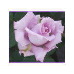 Blue Lady Rose on Canvas