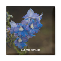 Blue Larkspur | Blauer Rittersporn Refrigerator Magnets