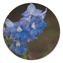 Blue Larkspur | Blauer Rittersporn Sticker