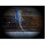 Blue Lizzard photo sculptures
