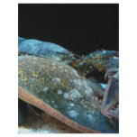 blue lobster flyers