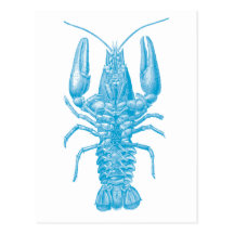 Blue Lobster Postcard