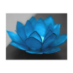 Blue Lotus Flower