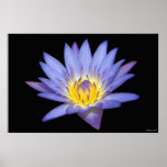Blue Lotus Water Lilly Poster