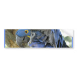 Blue Macaw Bumper Sticker bumper stickers