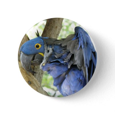 Blue Macaw Button by WildlifeAnimals