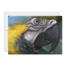 Blue Macaw Parrot Invitation