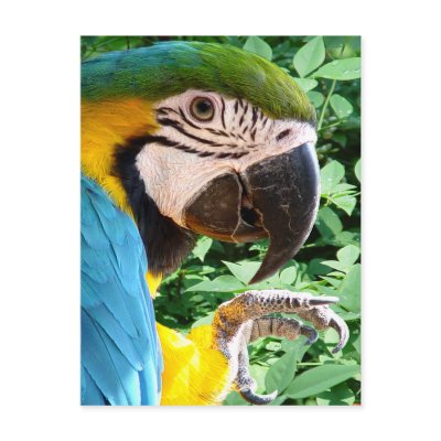 Blue Macaw Parrot Postcard by natures_edge