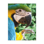 Blue Macaw Parrot Postcard