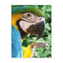 Blue Macaw Parrot Postcard