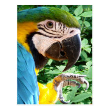 Blue Macaw Parrot Postcard