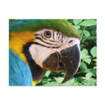 Blue Macaw Parrot Postcard 2