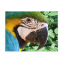 Blue Macaw Parrot Postcard 2