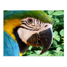 Blue Macaw Parrot Postcard 2