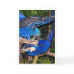 Blue macaw parrots fighting photograph picture cards