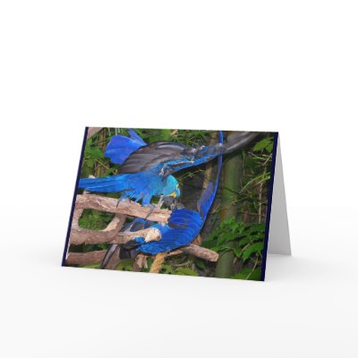 Blue macaw parrots fighting photograph picture greeting card by SusansZooCrew