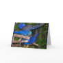 Blue macaw parrots fighting photograph picture greeting card
