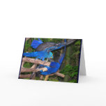 Blue macaw parrots fighting photograph picture cards