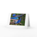 Blue macaw parrots fighting photograph picture card