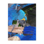 Blue macaw parrots fighting photograph picture postcard