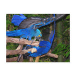 Blue macaw parrots fighting photograph picture postcards