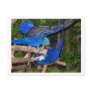 Blue macaw parrots fighting photograph picture postcard