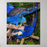 Blue macaw parrots fighting photograph picture posters