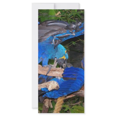 Blue macaw parrots fighting photograph picture full color rack card by SusansZooCrew