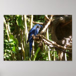 Blue Macaw Parrots posters