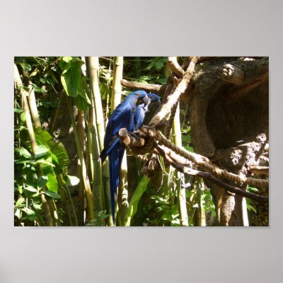 Blue Macaw Parrots Poster by cindy_k