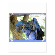 Blue Macaw Postcard