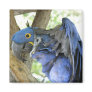 Blue Macaw Square Magnet