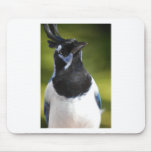 Blue Magpie Jay Mouse Pads