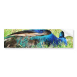 Blue Male Peacock Bumper Sticker