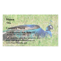 Blue Male Peacock Business Card